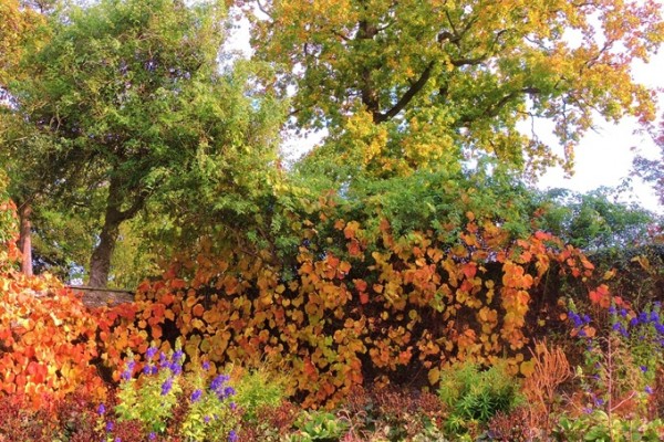 Aberglasney Gardens Autumn Colours