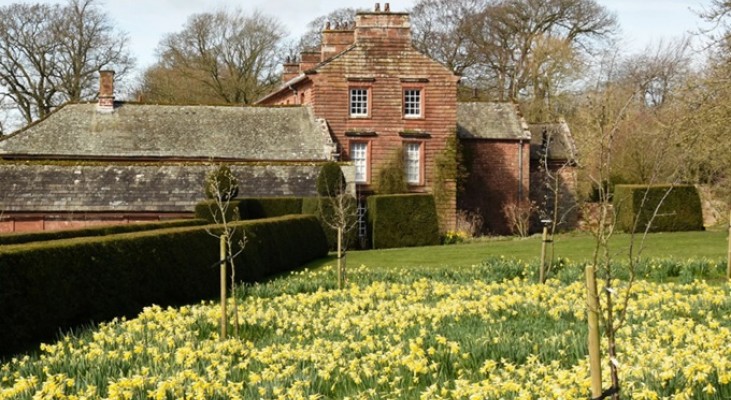 Acorn Bank Daffodils