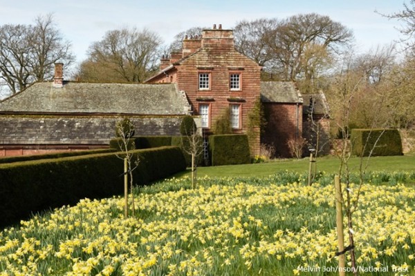 Acorn Bank Gardens daffodils