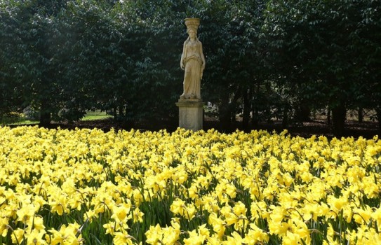 Anglesey Abbey Garden Daffodil Displays 