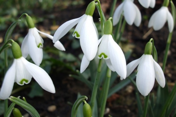 Anglesey Abbey Garden Snowdrops