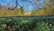 anglesey-abbey-snowdrops.jpg