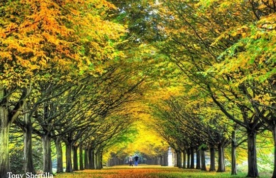 Anglesey Abbey Gardens in Autumn