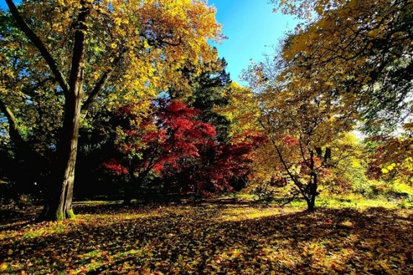 Arley Arboretum near Bewdley