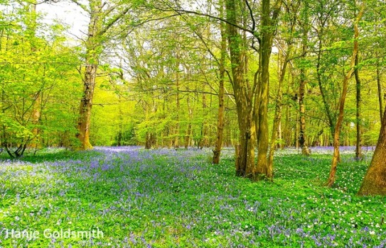 Arlington Court Garden Bluebells Arlington Court Garden Bluebells