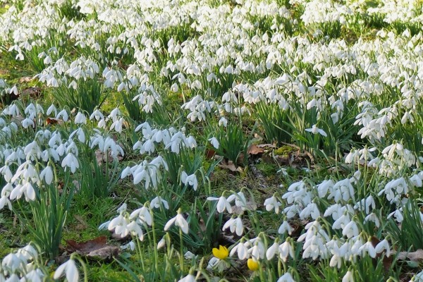 Attingham Park Snowdrops