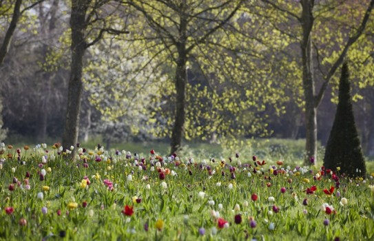 Badminton House Gardens Tulips