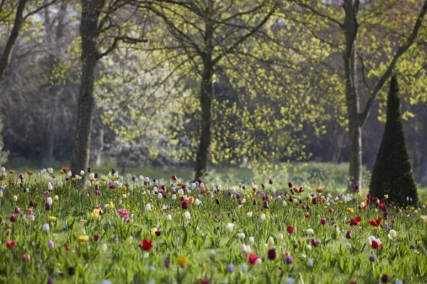 Badminton House Gardens Tulips