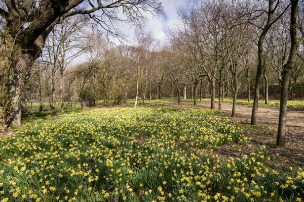 Bates Green Garden Daffodils