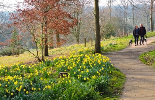 Batsford Arboretum Daffodils