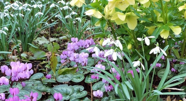 Batsford Arboretum Snowdrops