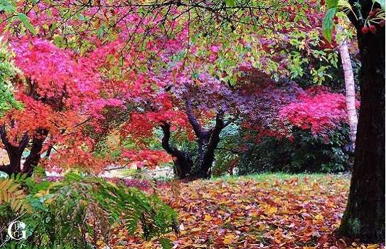 Stunning Autumn Colours at Batsford Arboretum 