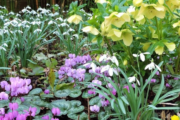 Batsford Arboretum Snowdrops