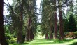 benmore-redwoods.jpg