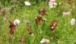 benton-end-garden-7.jpg