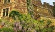 berkeley-castle-wisteria.jpg