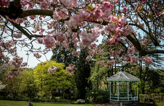 are dogs allowed at birmingham botanical gardens