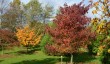 bluebell-arboretum-derbyshire.jpg