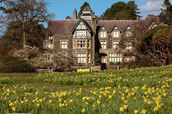 Bodnant Garden Daffodils