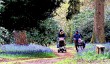 bowood-garden-bluebells.jpg