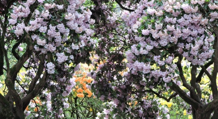 Bowood Rhododendron Gardens
