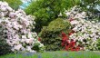 bowood-rhododendrons.jpg