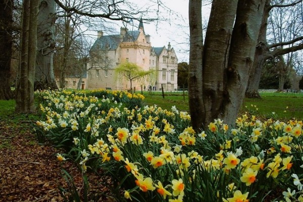 Daffodils in Scotland