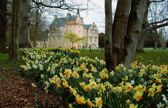 Daffodils in Scotland