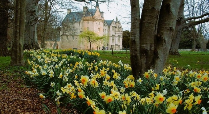 Daffodils in Scotland