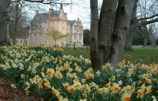 Daffodils in Scotland