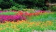 brodsworth-gardens.jpg
