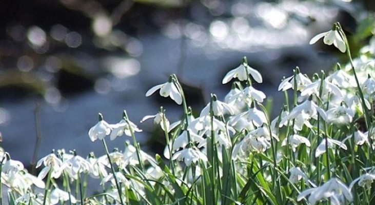 Cambo Gardens Snowdrops