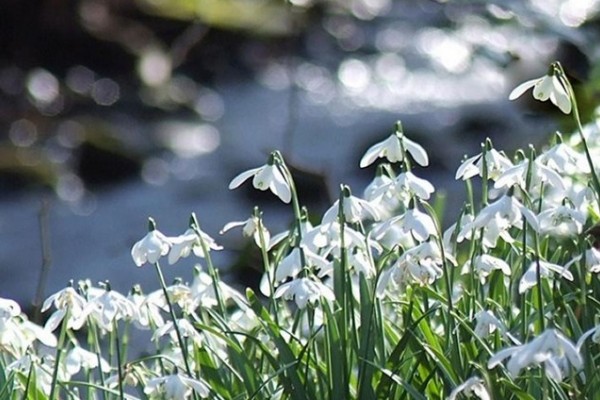 Cambo Gardens Snowdrops