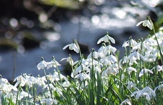 Cambo Gardens Snowdrops Cambo Gardens Snowdrops