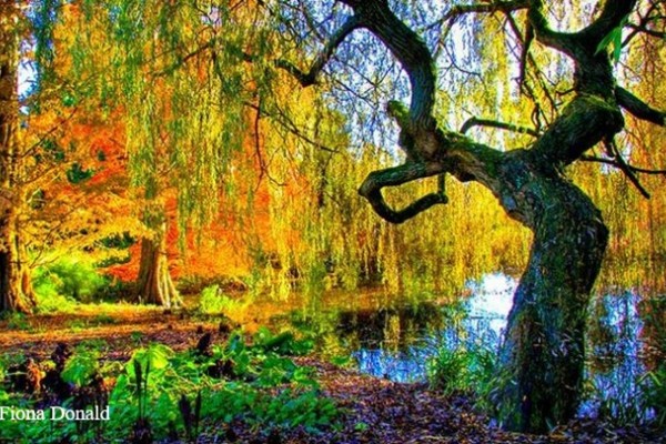 Cambridge University Botanic Gardens Autumn
