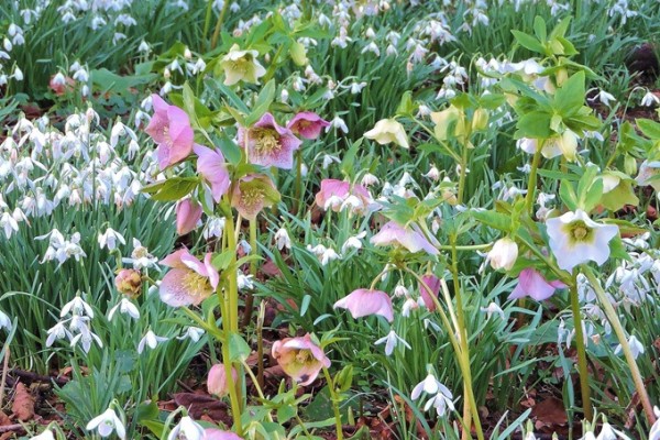 Cerney House Garden Snowdrops