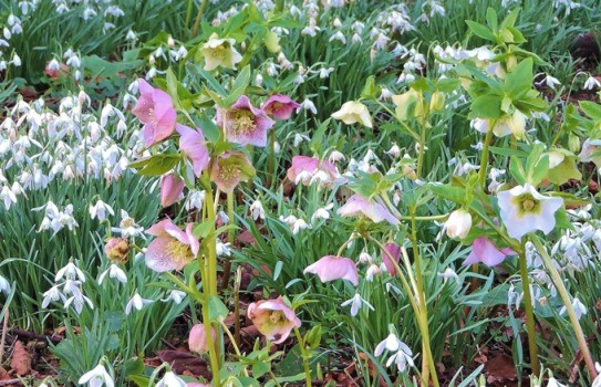 Cerney House Garden Snowdrops