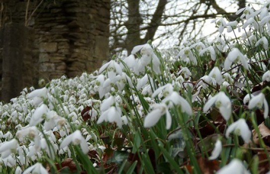 Cerney House Garden Snowdrops