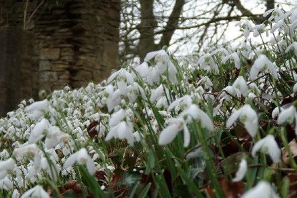 Cerney House Garden Snowdrops