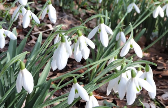 Chelsea Physic Garden Snowdrops Chelsea Physic Garden Snowdrops