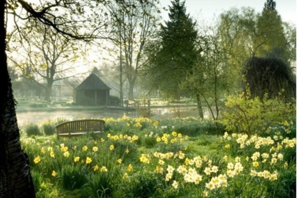 Chippenham Park Daffodils