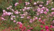 chirk-roses.jpg