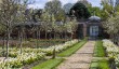 chiswick-house-daffodils.jpg