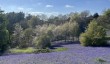 clent-hills-bluebell-walk.jpg