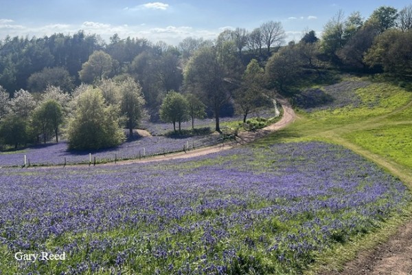 Clent Hills Bluebells
