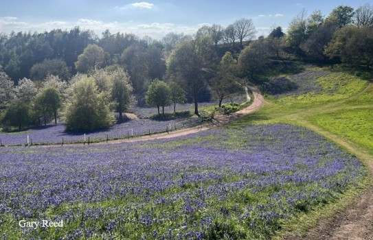 Clent Hills Bluebells Clent Hills Bluebells