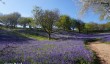 clent-hills.jpg