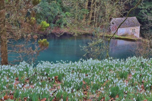 Colesbourne Park Snowdrops