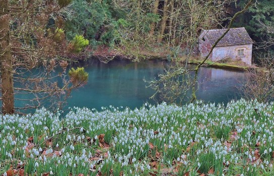 Colesbourne Park Snowdrops