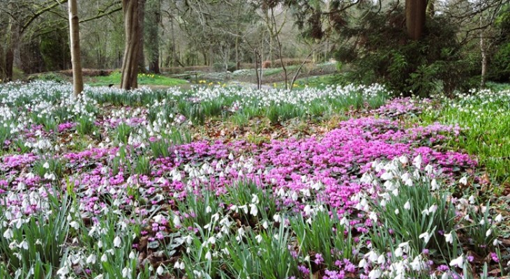 Colesbourne Park Snowdrops